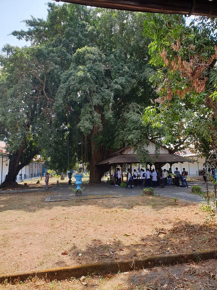 Pohon Beringin Keraton Solo Simbol Pengayoman Sejak 1745