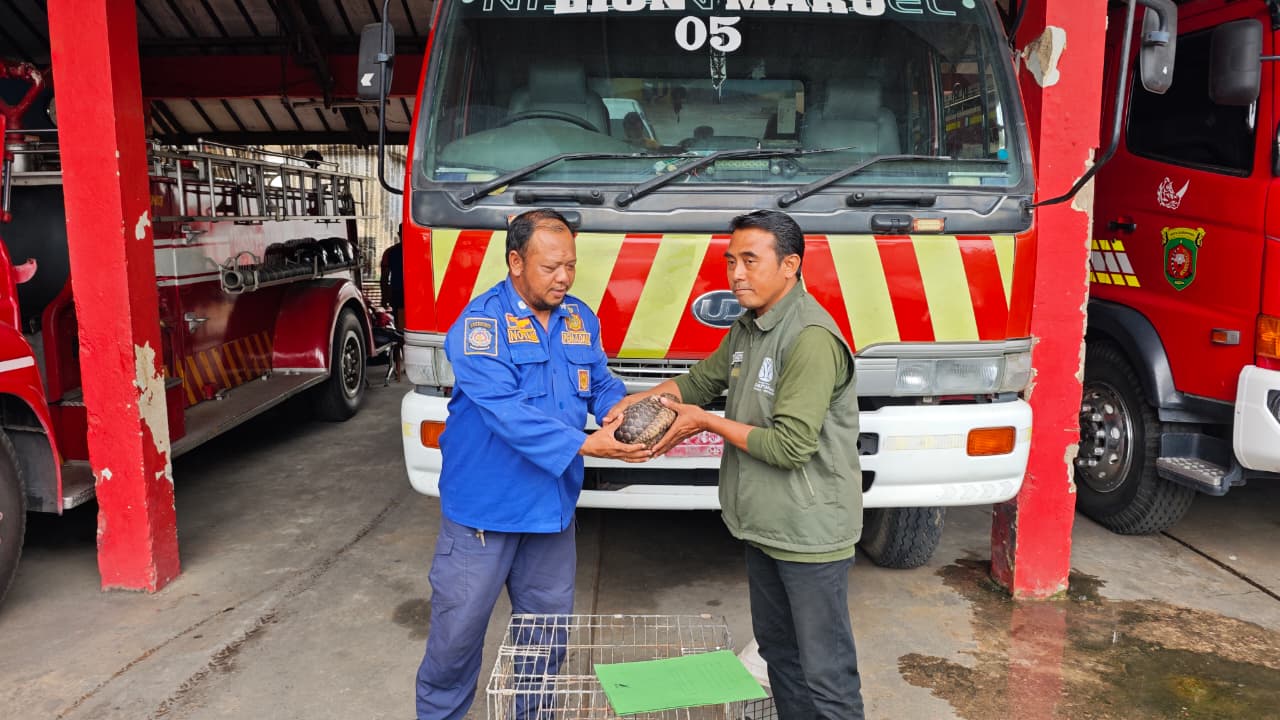 Terenggiling Dilindungi Berhasil Diselamatkan Disdamkarmat Samarinda